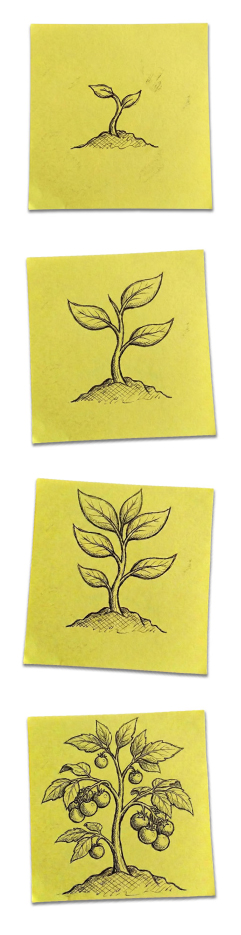 Eco-regímenes